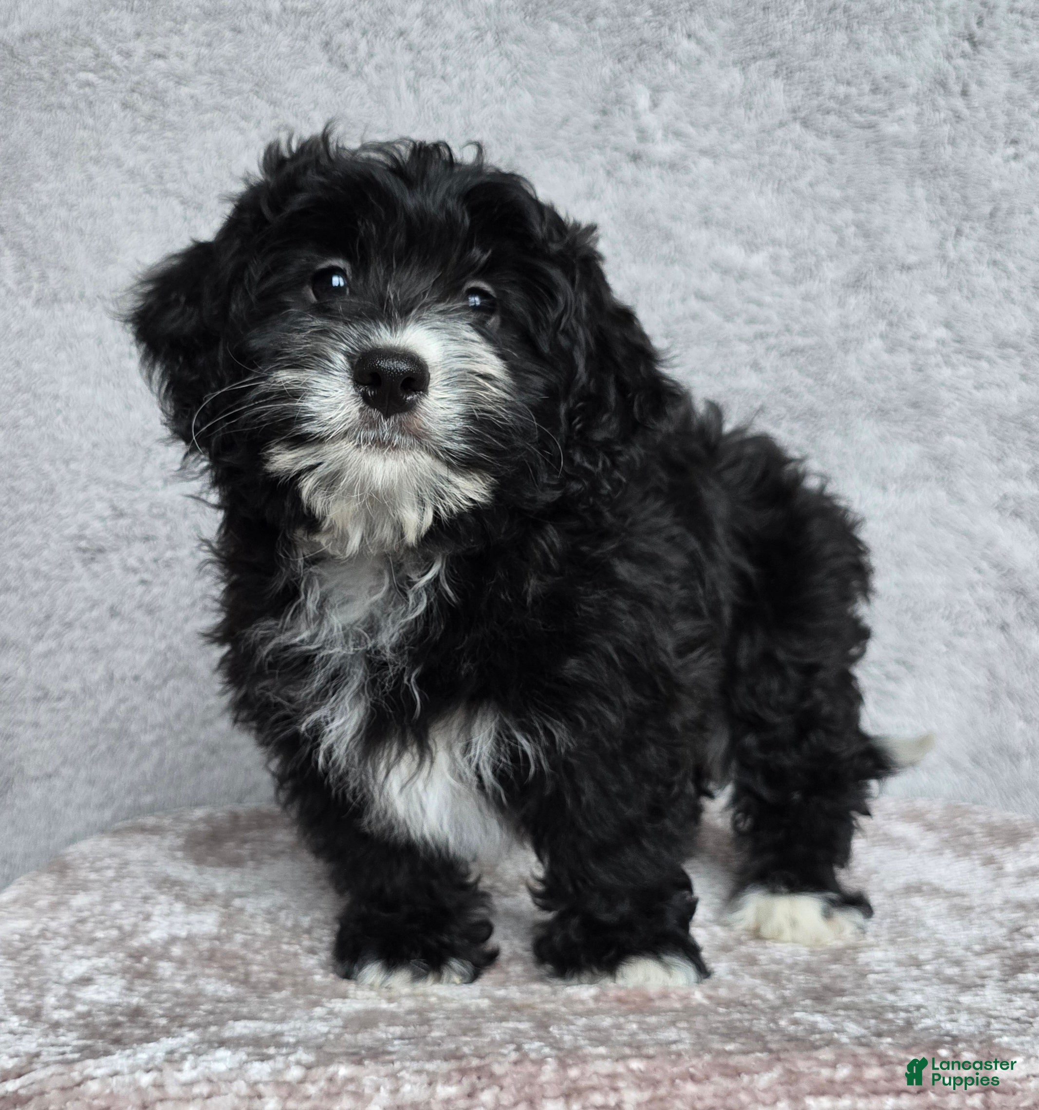 Mini Bernedoodle dogs Mini Reese - Ad 37