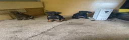 Doberman Pinscher dogs for sale: Doberman Pinscher Puppy 4 - Ad 7