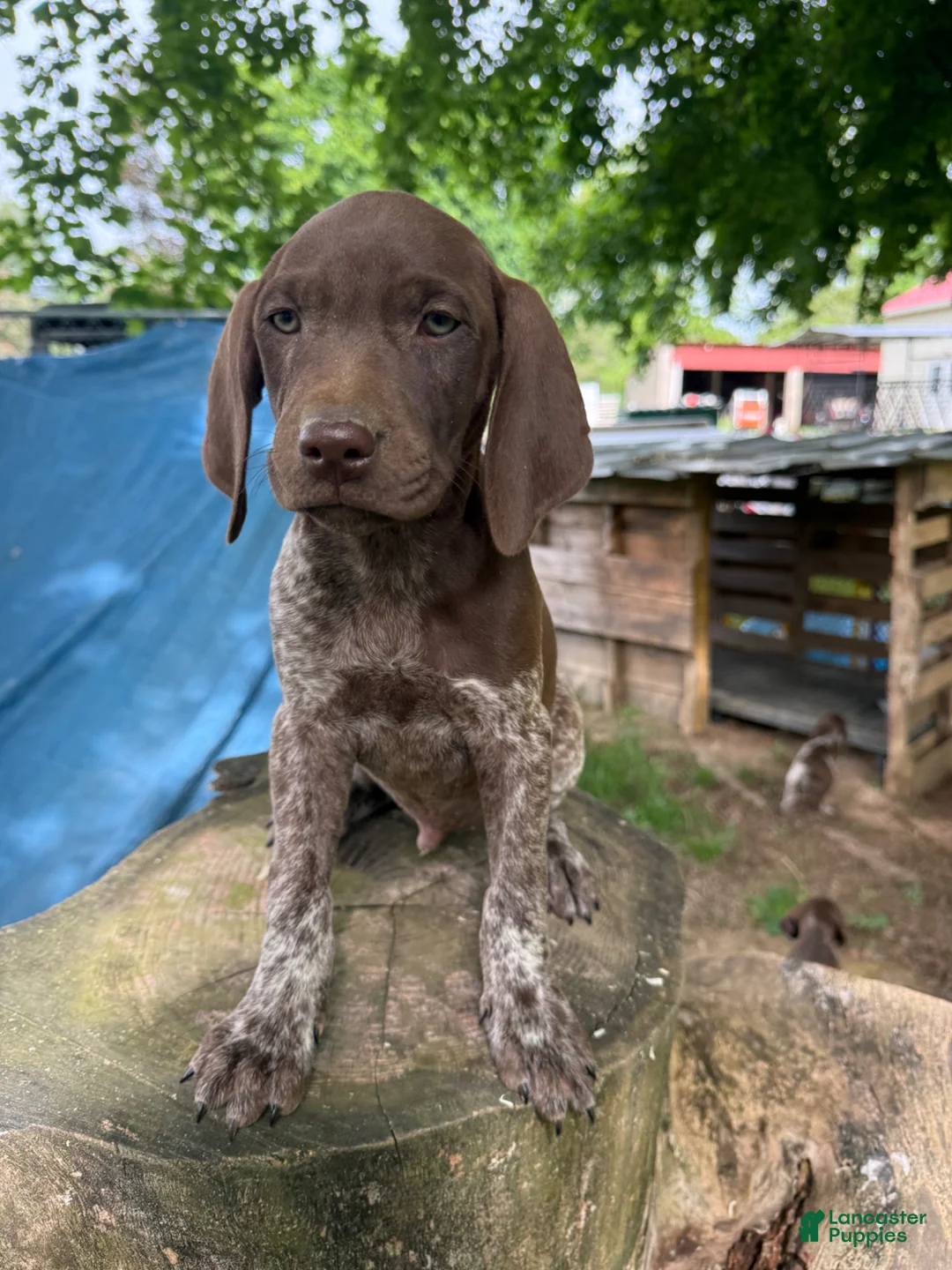 German Shorthaired Pointer dogs for sale: George - Ad 1