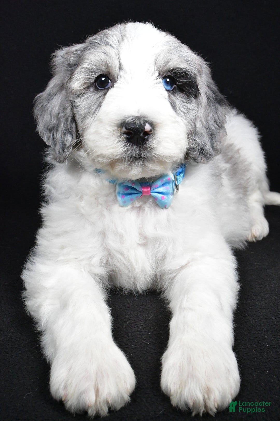 Sheepadoodle dogs for sale: Myles - Ad 4