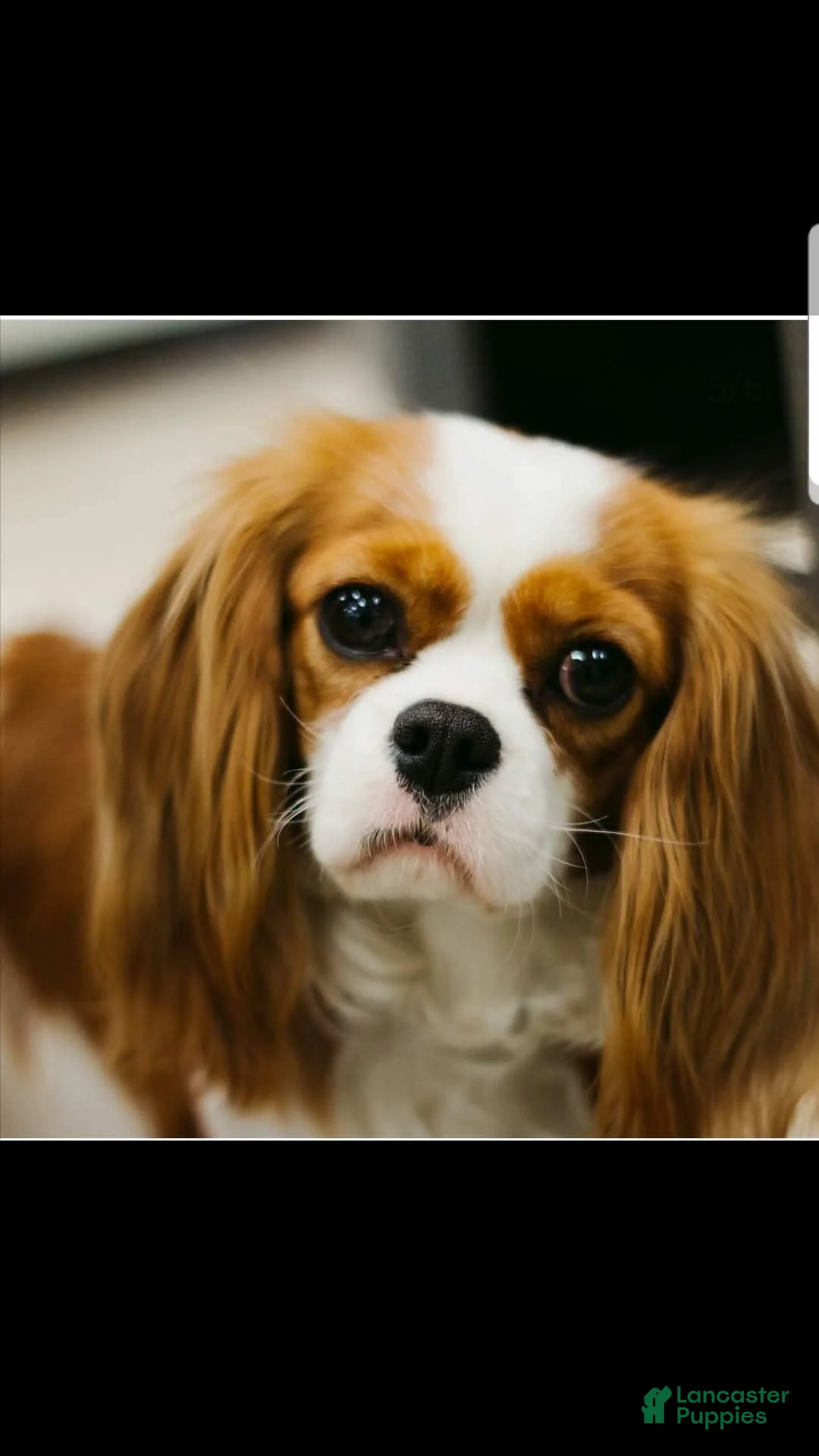 Gallery Image {{count}}