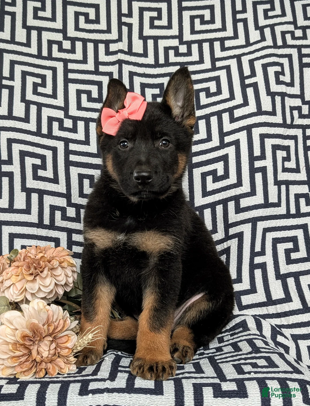 German Shepherd dogs for sale: Darcia - Ad 4