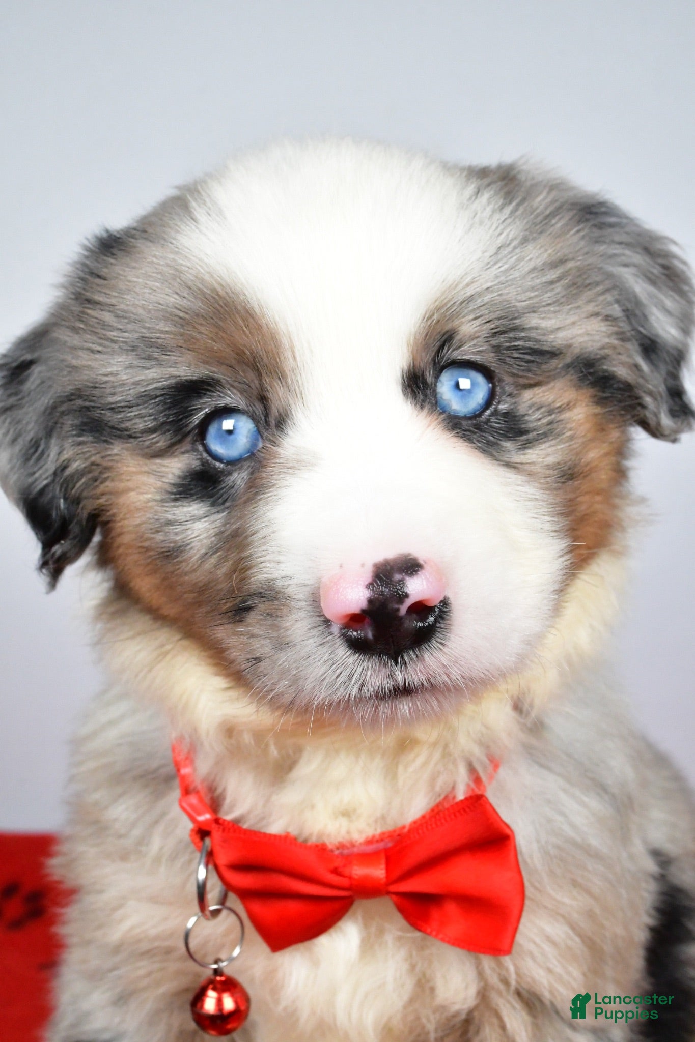 Miniature Australian Shepherd dogs Cletus - Ad 2
