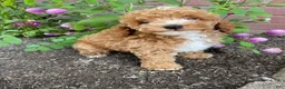 Miniature Poodle dogs for sale: Leo - Ad 9