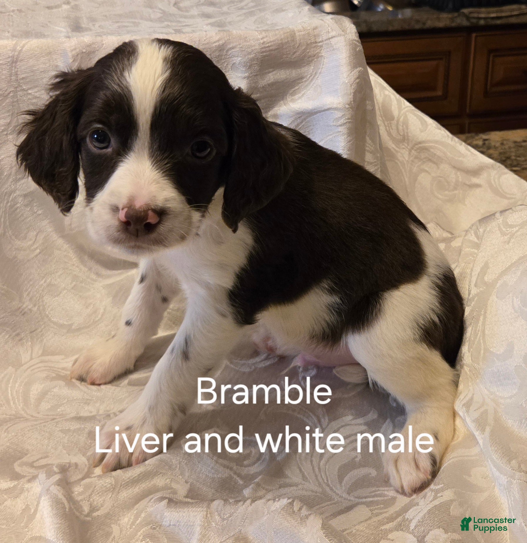English Springer Spaniel dogs English Springer Spaniel Puppy 1 - Ad 2