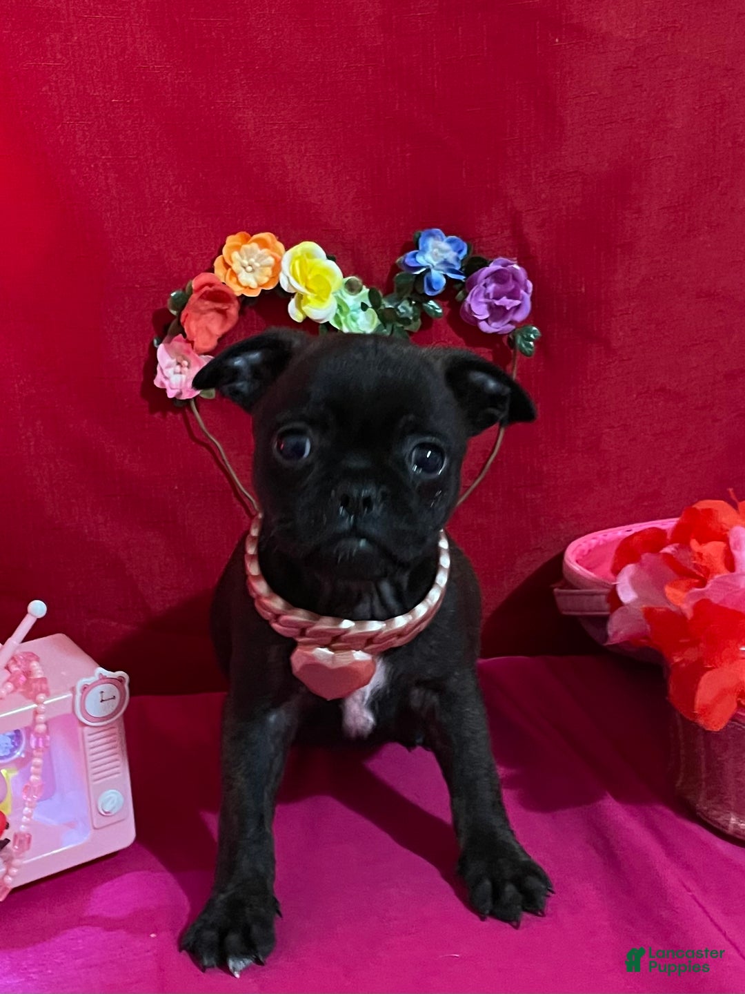 Mixed Breed dogs for sale: Bella - Ad 1