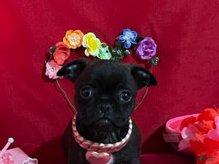 Mixed Breed dogs Bella - Ad 41