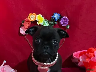 Mixed Breed dogs Bella - Ad 40