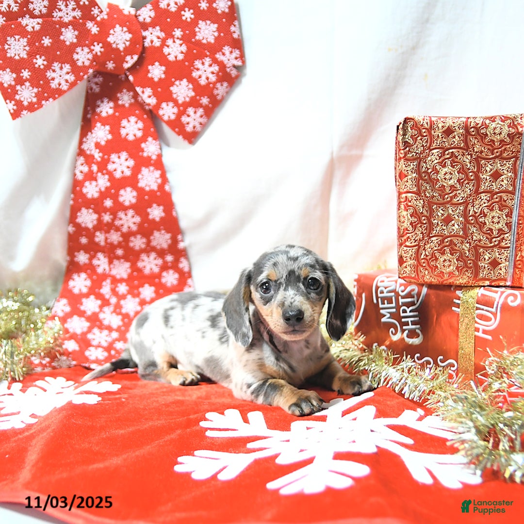 Miniature Dachshund dogs for sale: Jessa RARE COLOR - Ad 7