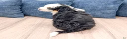 Mini Bernedoodle dogs for sale: Braxton - Ad 5