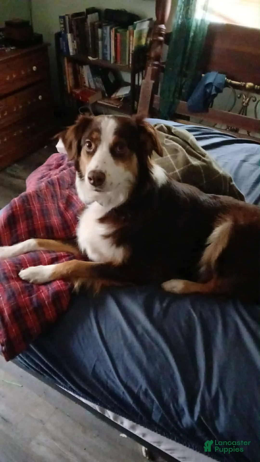 Australian Shepherd dogs for sale: Bridget Bishop - Ad 13