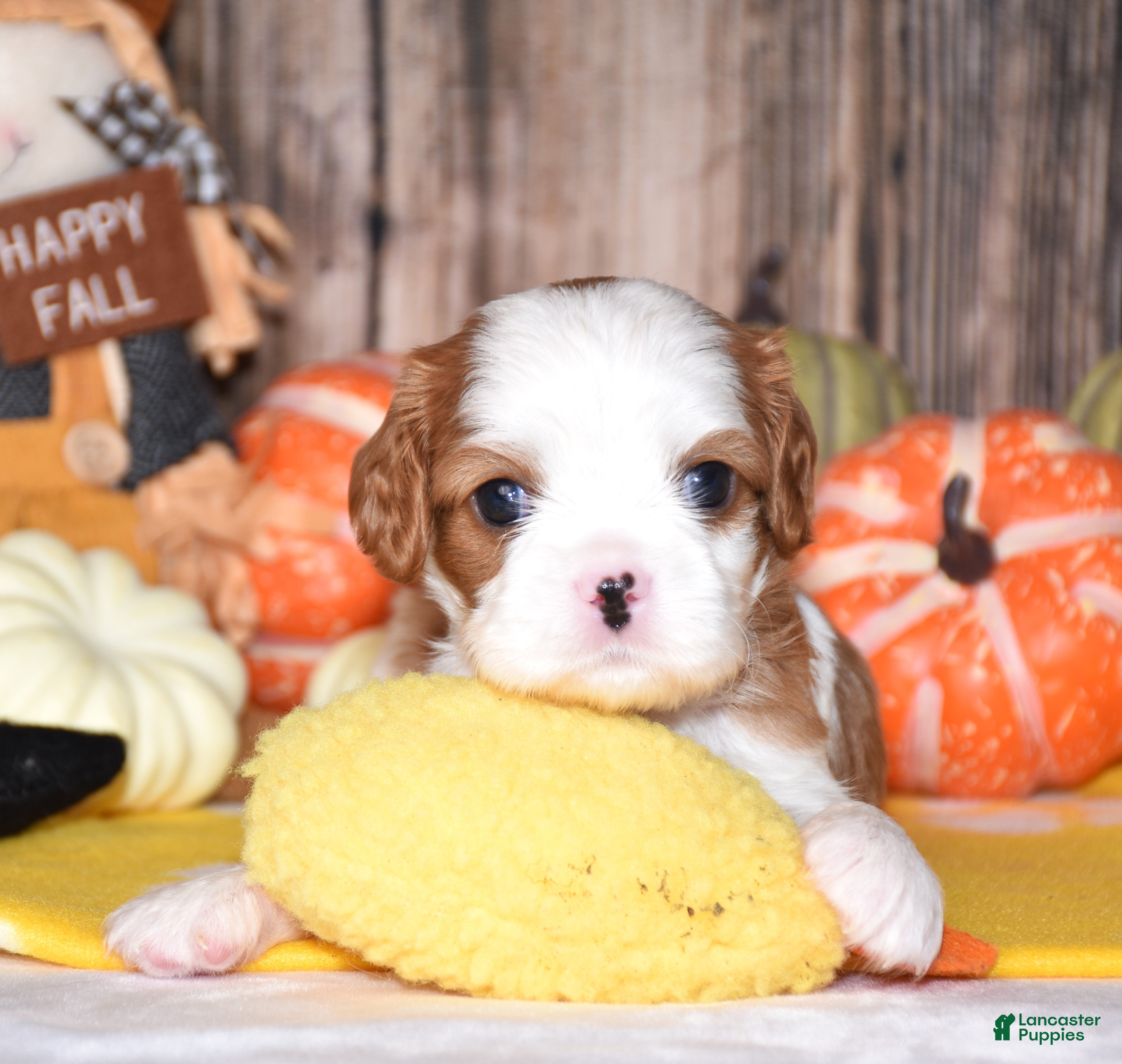 Cavalier King Charles Spaniel dogs Champ - Ad 2