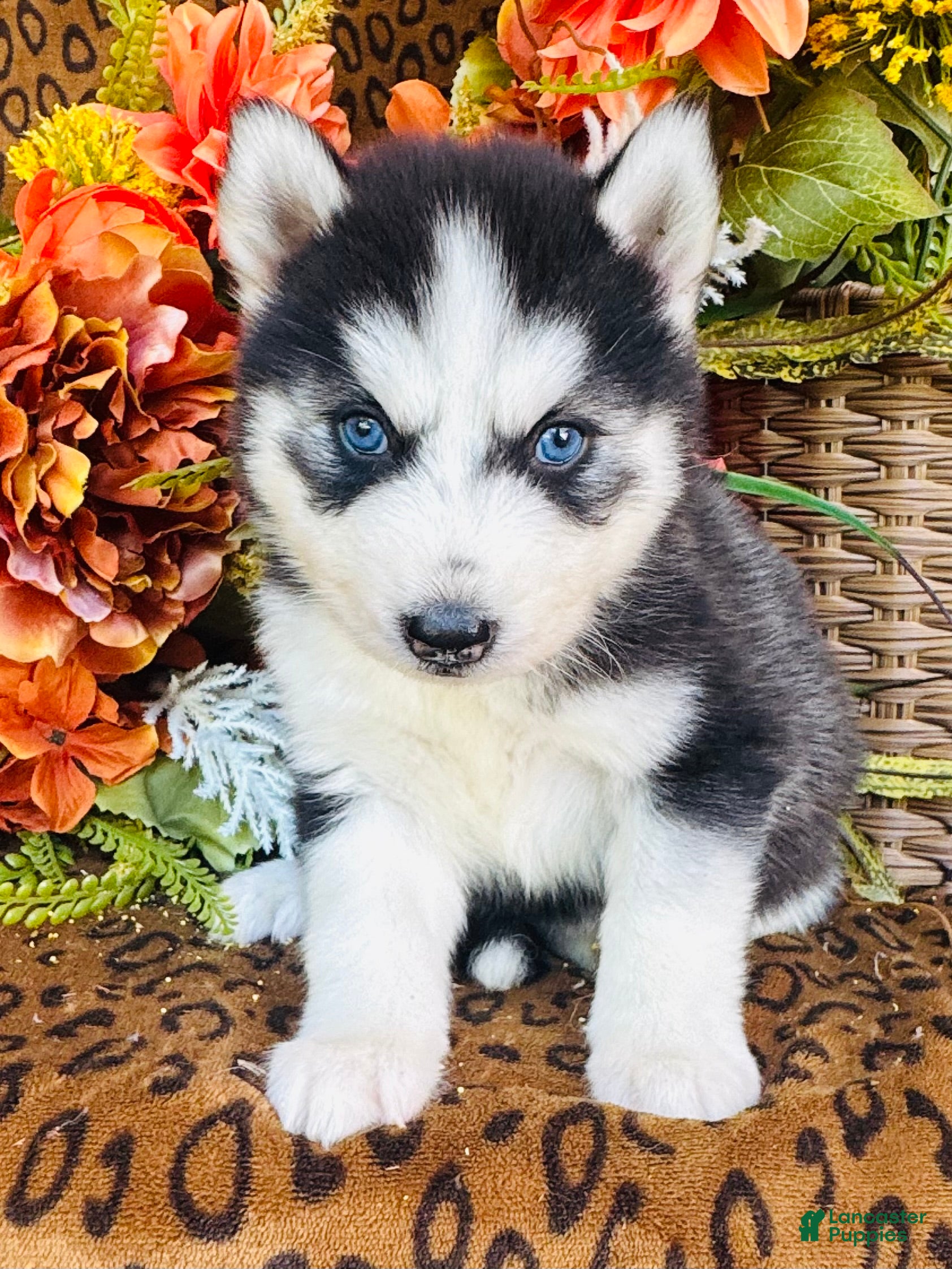 Siberian Husky dogs for sale: Siberian Husky 2 - Ad 1