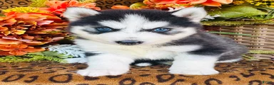 Siberian Husky 2