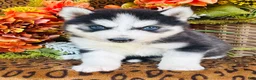 Siberian Husky dogs for sale: Siberian Husky 2 - Ad 1