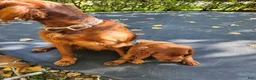 Irish Setter dogs for sale: Irish Setter Purple Collar - Ad 4