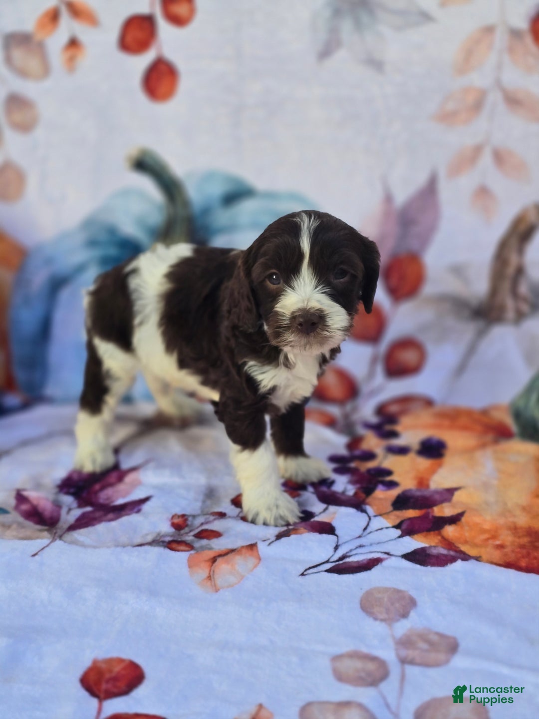 Mixed Breed dogs for sale: Prudence - Ad 10