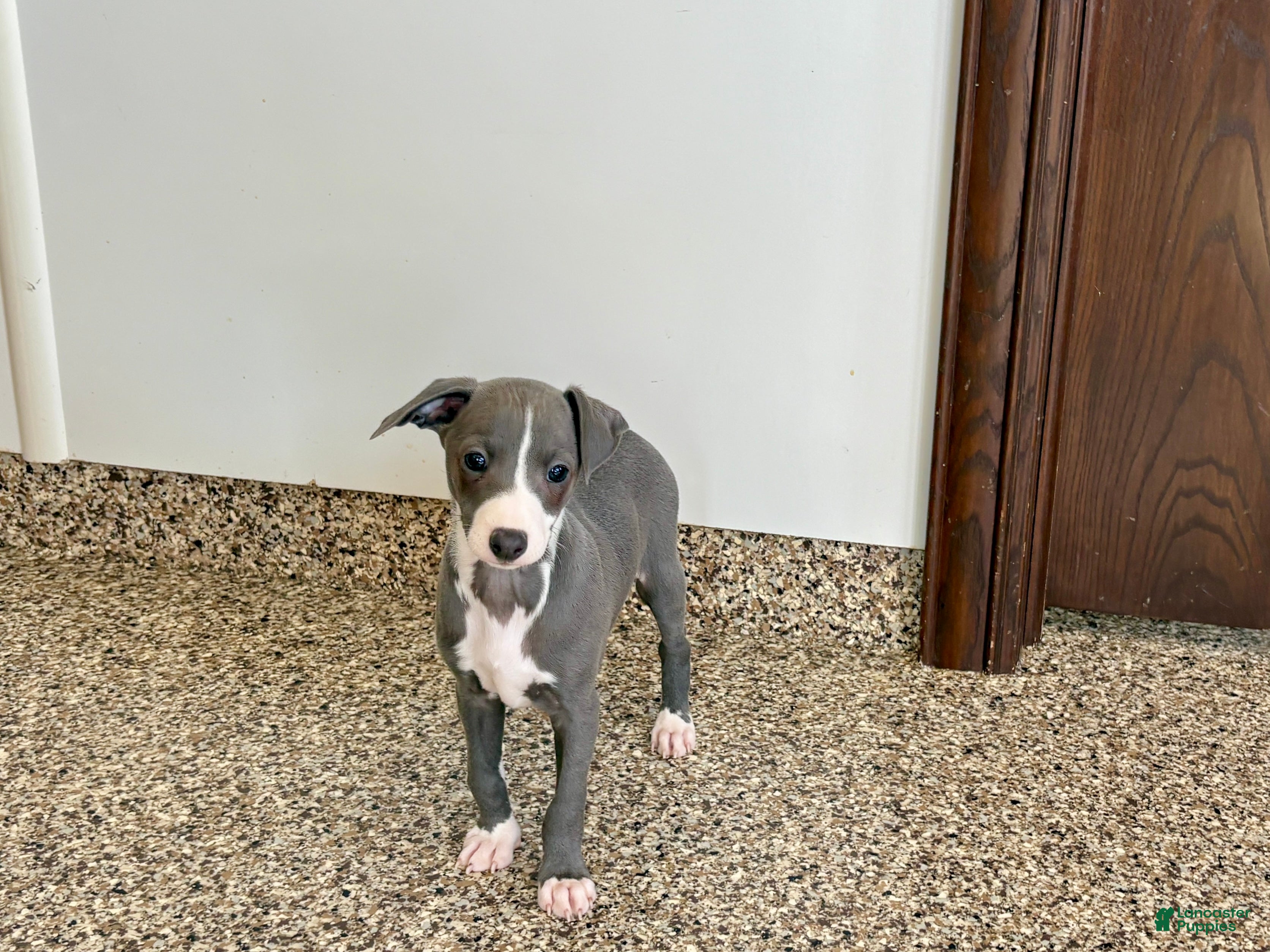 Italian Greyhound dogs TJ  - Ad 2