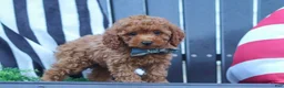 Miniature Poodle dogs for sale: Greyson - Ad 9