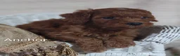Cavapoo dogs for sale: Cavapoo F1b 2 Anchor  - Ad 3