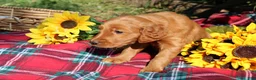 Mixed Breed dogs for sale: Lily - Irish Goldendoodle - Ad 5