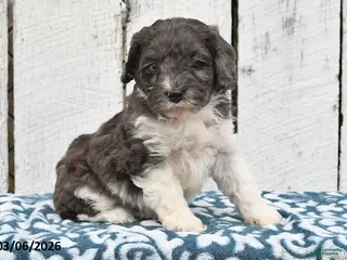 Cockapoo dogs for sale: Sammy - Ad 3