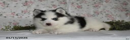 Pomsky dogs for sale: Kara - Ad 2