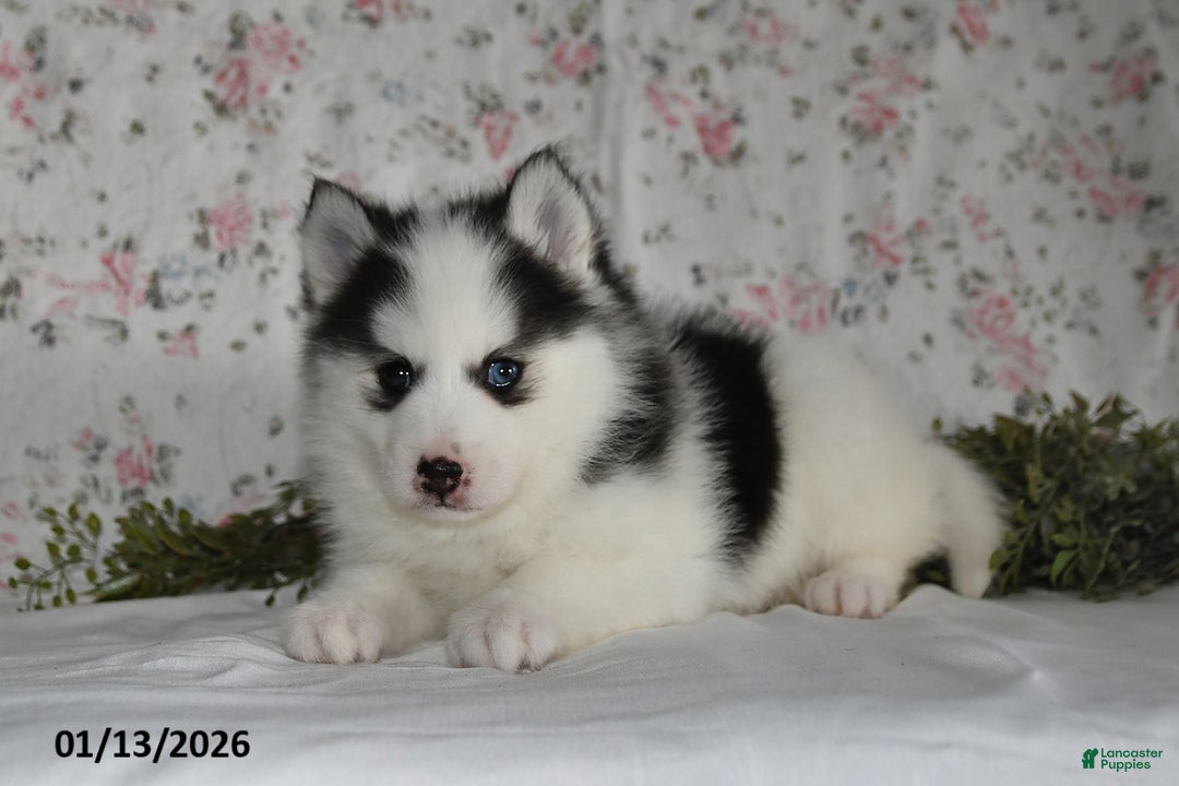 Pomsky dogs for sale: Kara - Ad 2