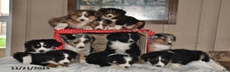 Australian Shepherd dogs for sale: Misty - Ad 5