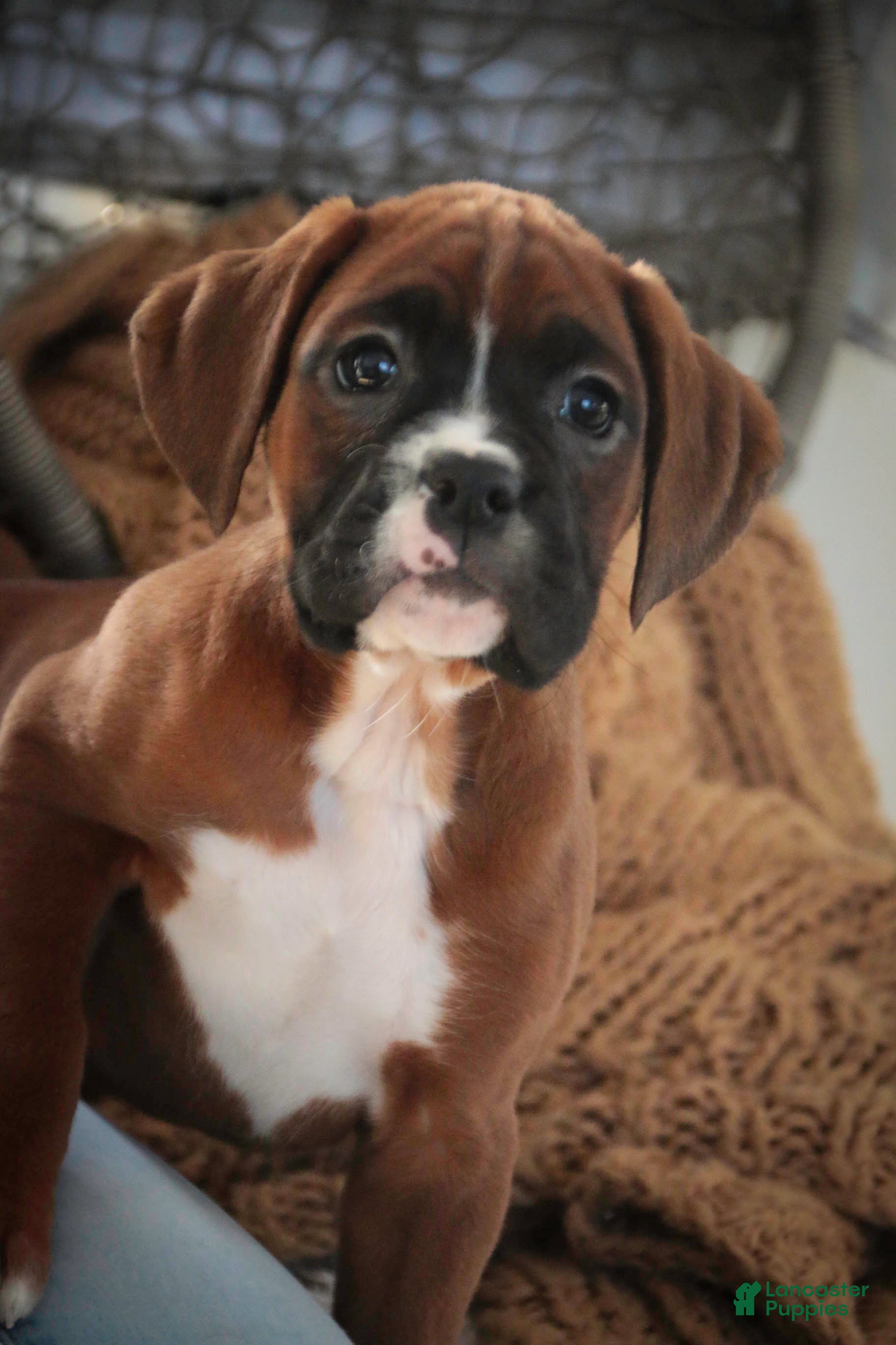 Boxer dogs Tracy - Ad 40