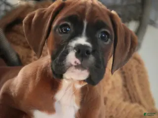 Boxer dogs Tracy - Ad 38