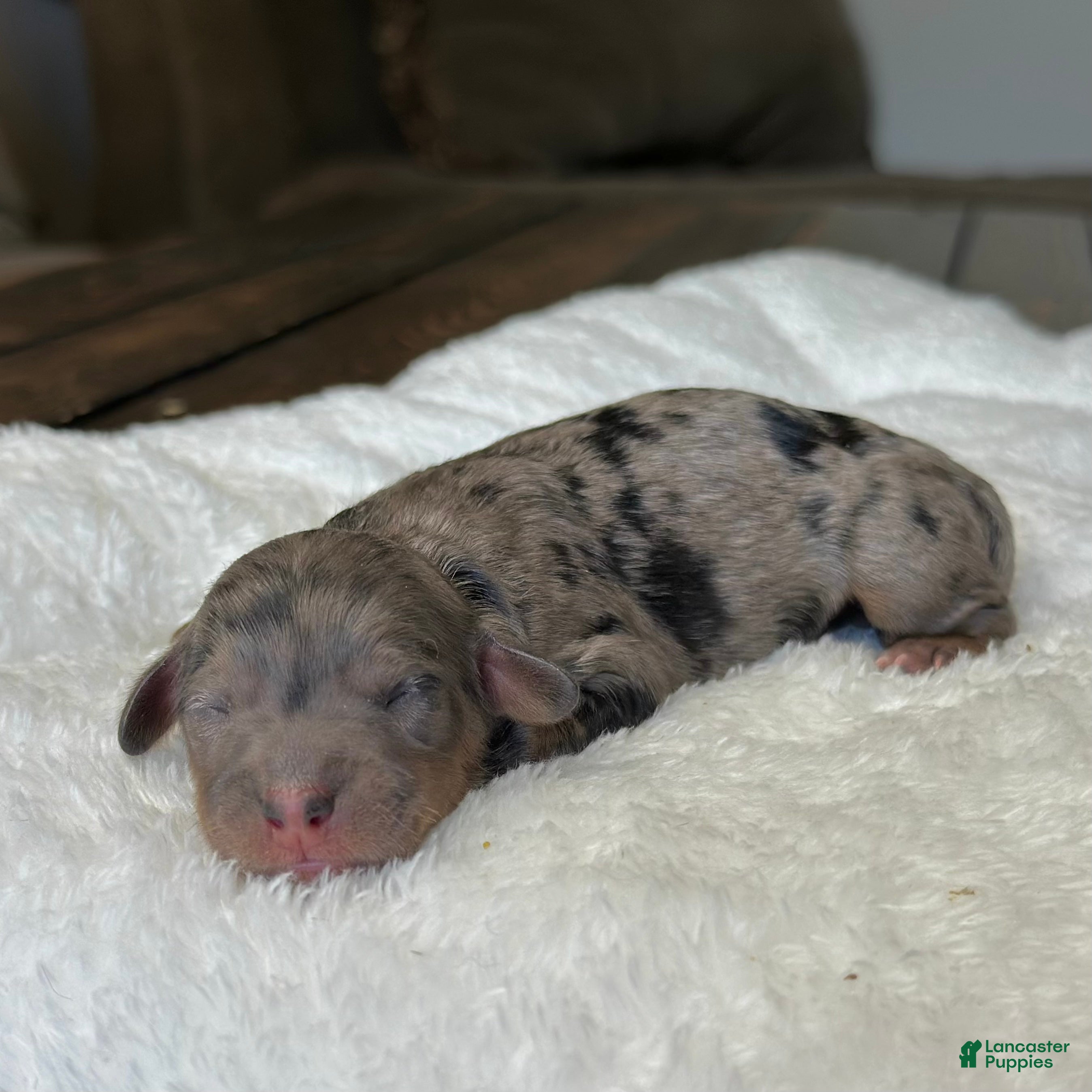 Mixed Breed dogs Phantom Merle Micro Mini - Ad 2