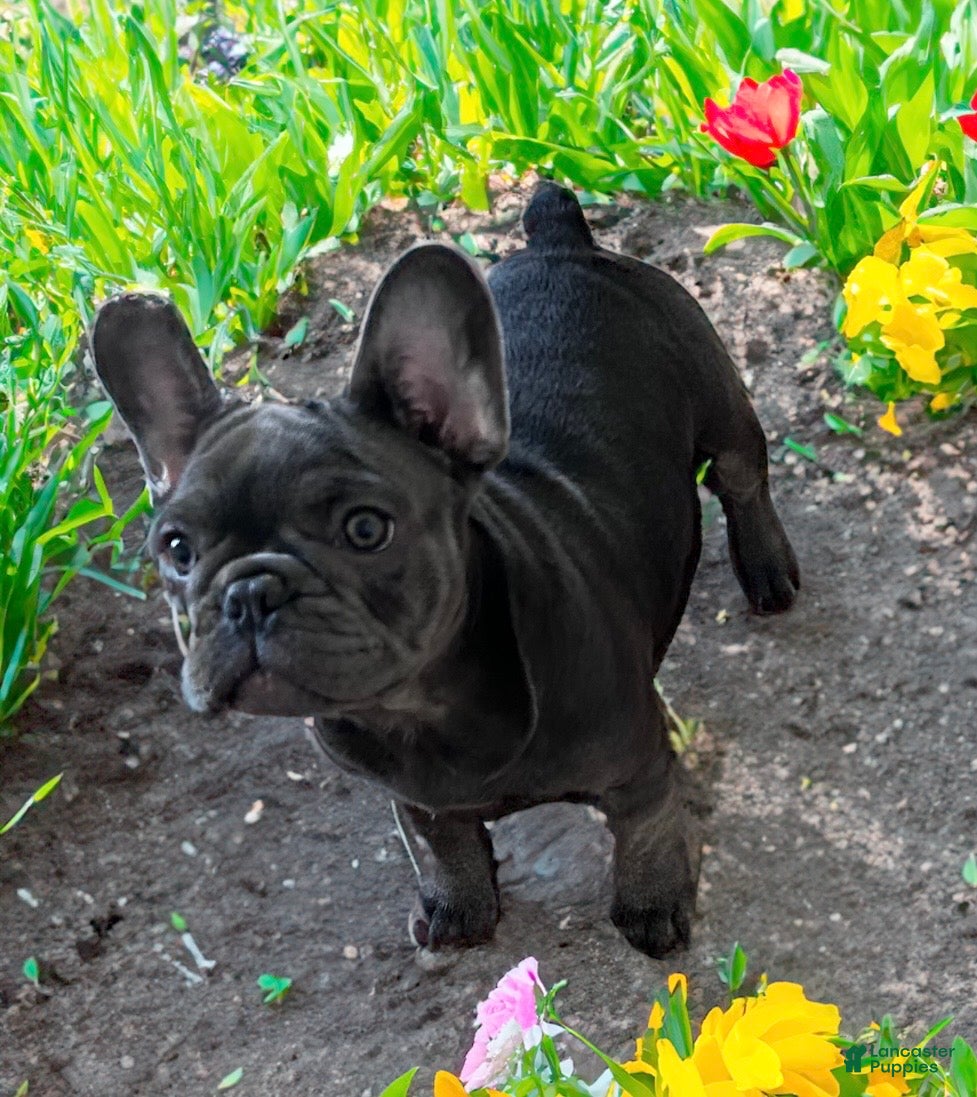 French Bulldog dogs  Neptune - Ad 1