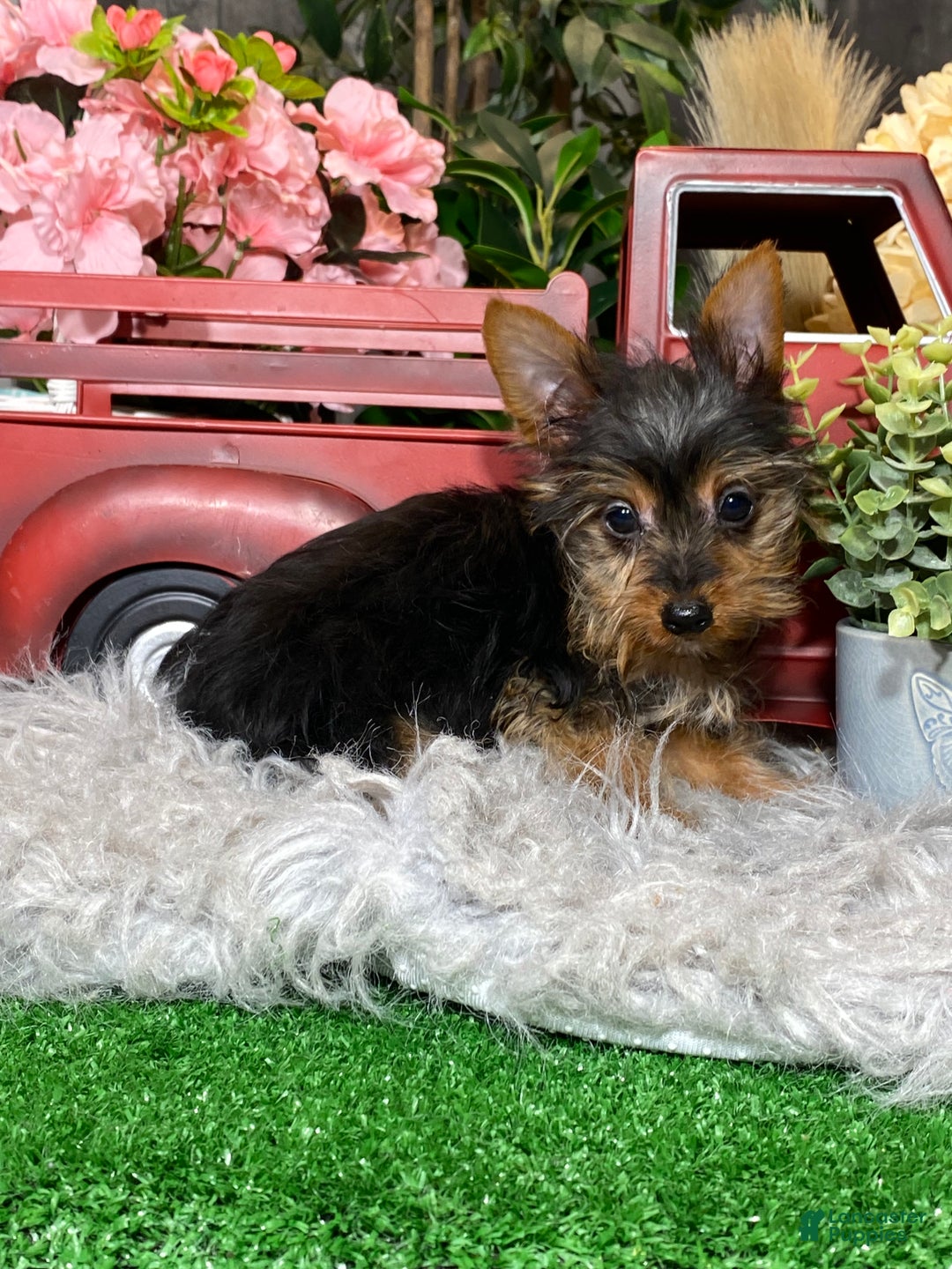 Yorkshire Terrier dogs for sale: Yukon  - Ad 3