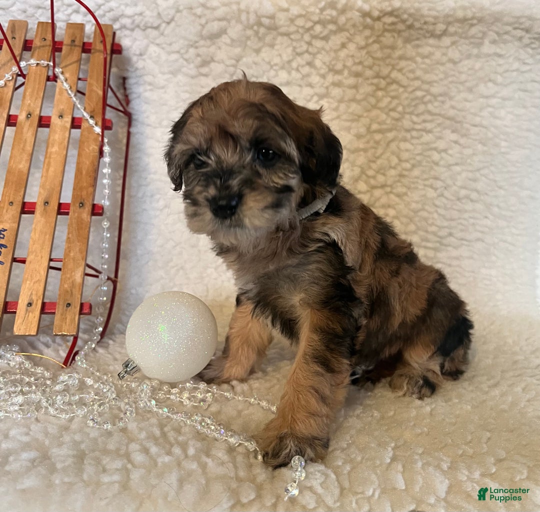 Whoodle dogs for sale: Pumkin - Ad 2