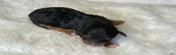 Mixed Breed dogs for sale: Black & Tan Micro Mini - Ad 5