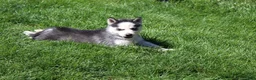 Siberian Husky dogs for sale: Crystal - Ad 4
