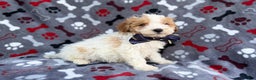 Cavapoo dogs for sale: Lincoln - Ad 8