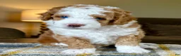 Mixed Breed dogs for sale: Red/Apricot-Blonde Micro Bernedoodle - Ad 1