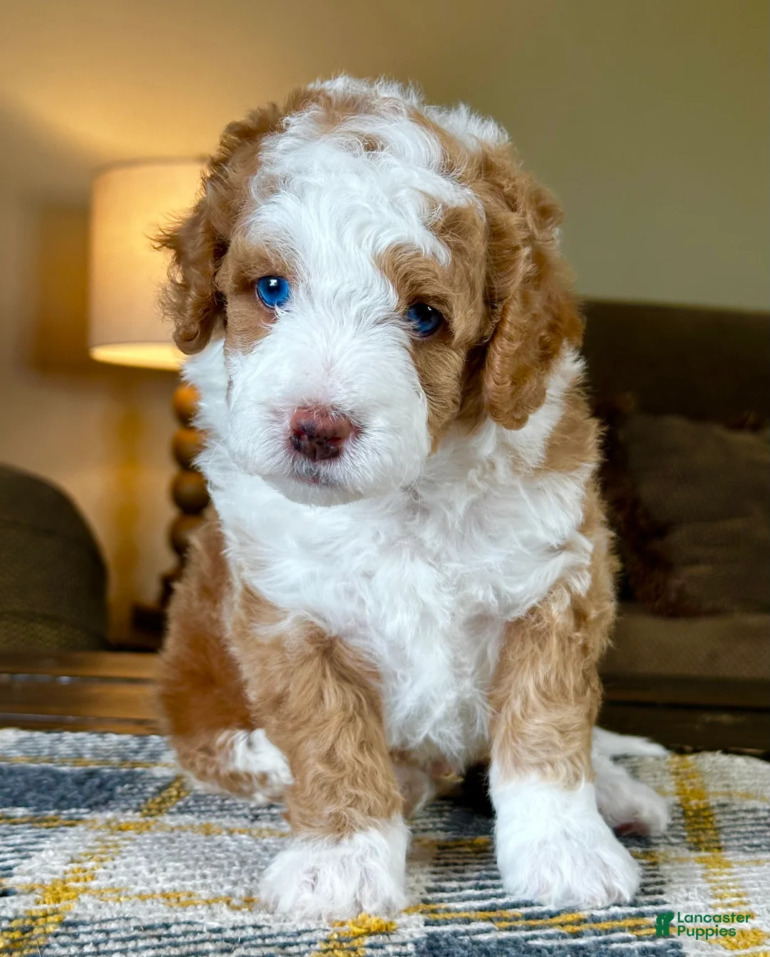 Mixed Breed dogs for sale: Red/Apricot-Blonde Micro Bernedoodle - Ad 1