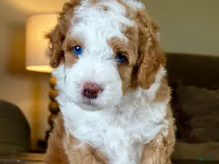 Mixed Breed dogs Red/Apricot-Blonde Micro Bernedoodle - Ad 1