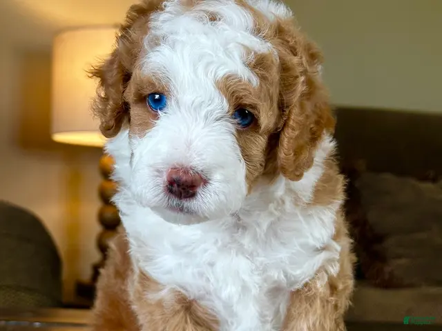 Mixed Breed dogs for sale: Red/Apricot-Blonde Micro Bernedoodle - Ad 1