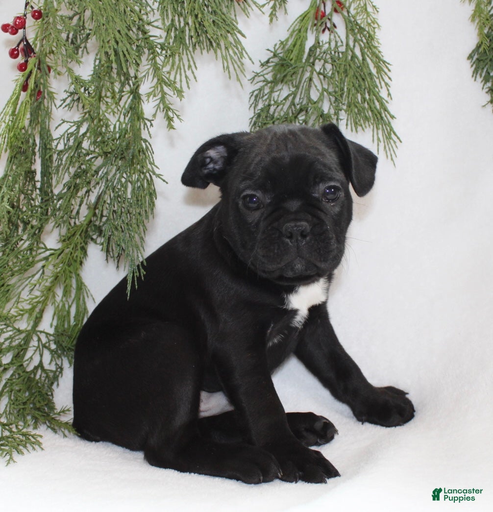 Frenchton dogs Theo - Ad 18