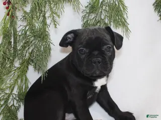 Frenchton dogs Theo - Ad 35