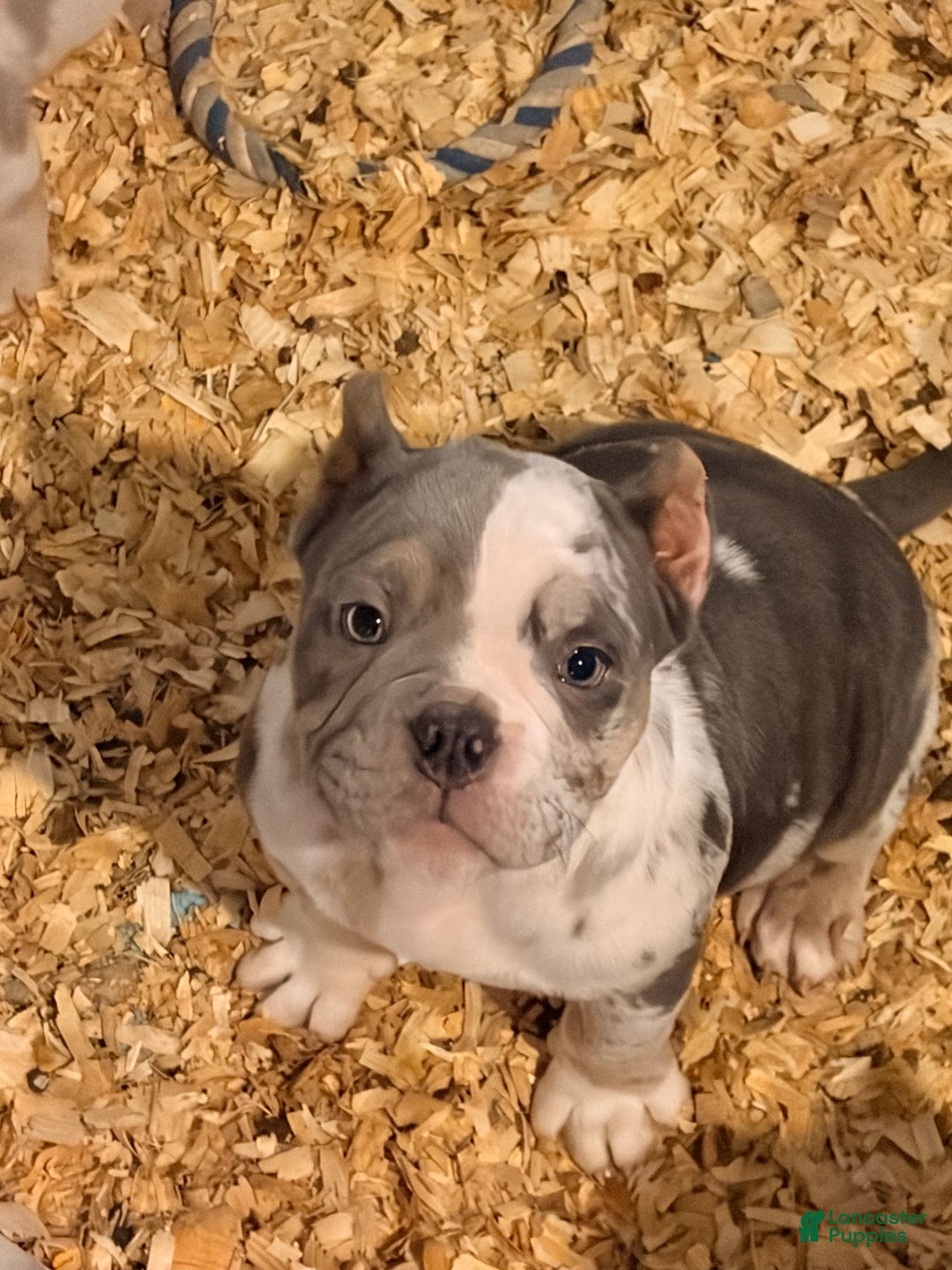American Bully dogs for sale: American Bully Puppy 5 - Ad 5