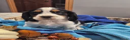 English Springer Spaniel dogs for sale: English Springer Spaniel 4 - Ad 1