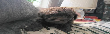 Doxiepoo 4 Coco