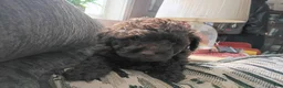 Doxiepoo dogs for sale: Doxiepoo 4 Coco - Ad 1