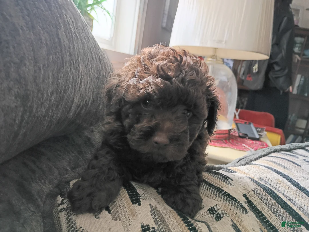 Doxiepoo dogs for sale: Doxiepoo 4 Coco - Ad 1