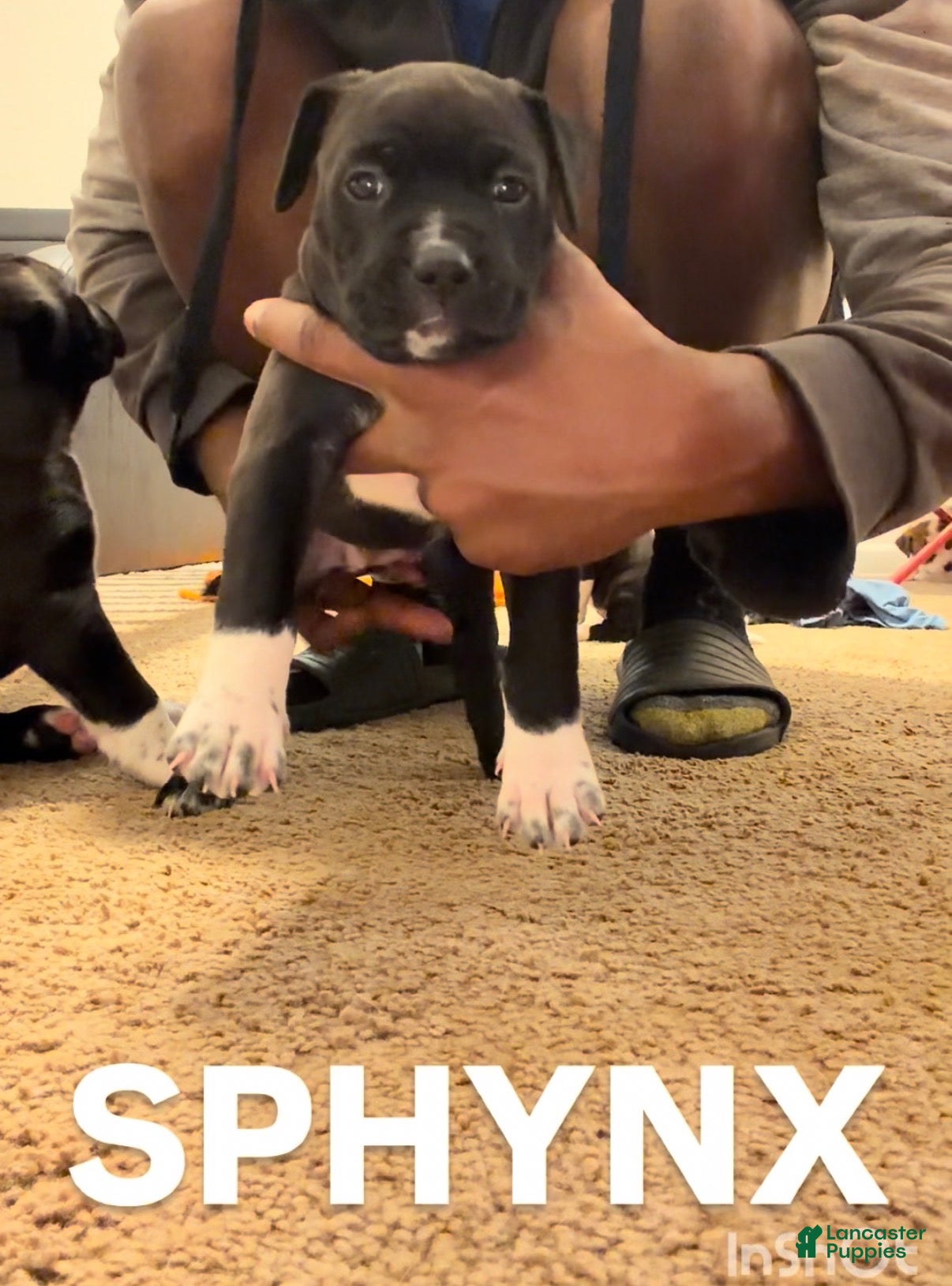 Mixed Breed dogs for sale: Mixed Breed Puppy 8 - Ad 4